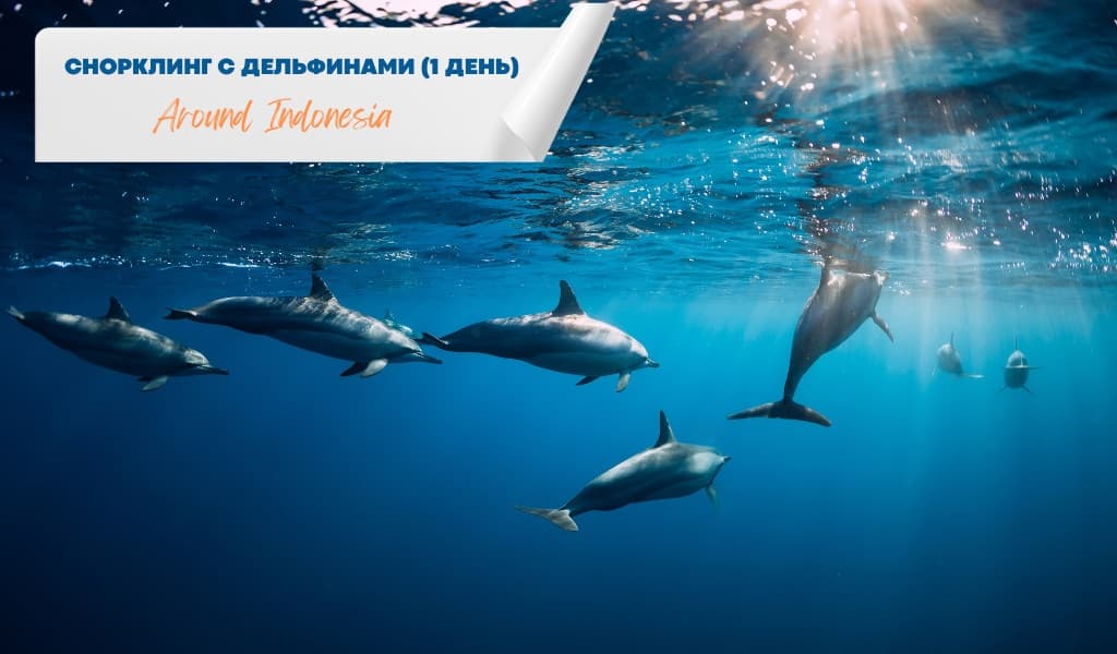 Снорклинг с дельфинами (1 день)