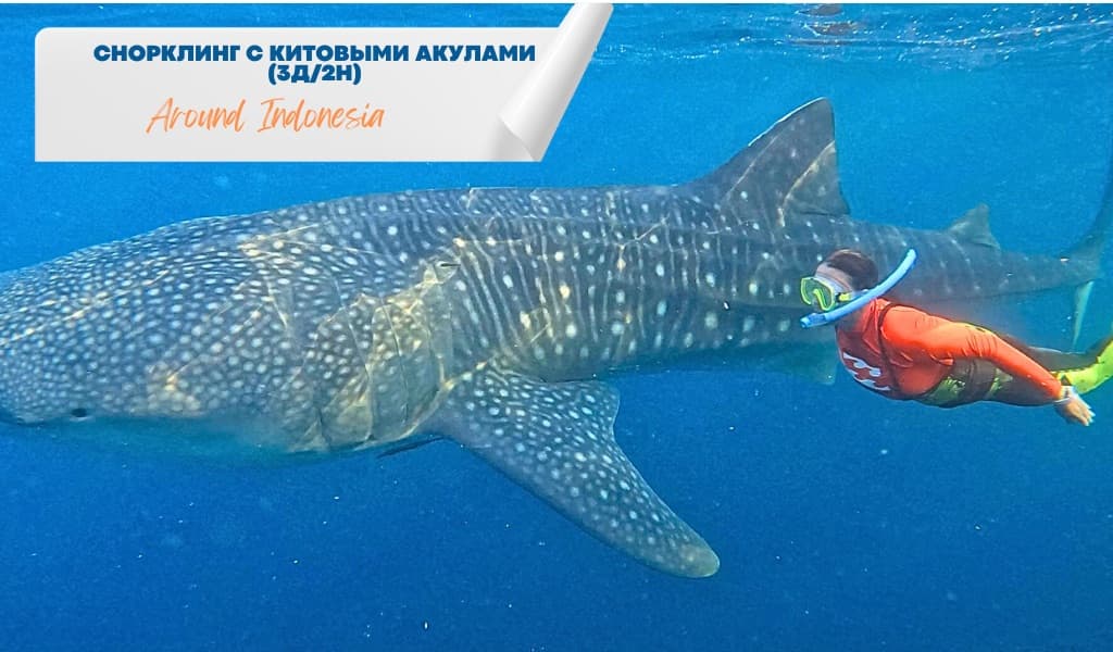 Снорклинг с китовыми акулами (3 дня / 2 ночи)